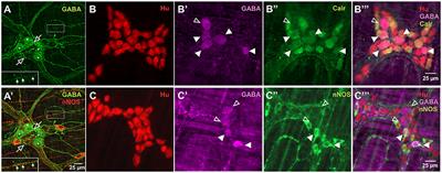 Neurally Released GABA Acts via GABAC Receptors to Modulate Ca2+ Transients Evoked by Trains of Synaptic Inputs, but Not Responses Evoked by Single Stimuli, in Myenteric Neurons of Mouse Ileum